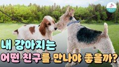 내 강아지는 어떤 친구를 만나야 어울릴까?