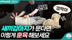 새끼강아지 입질 훈육 하는 방법