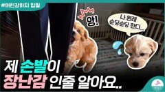 새끼강아지 입질 무는 버릇 고치는 방법