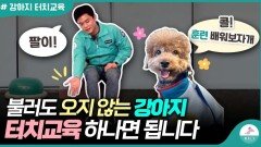 강아지 콜 훈련 쉽게 하는 방법ㅣ손바닥 터치