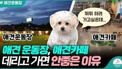 애견운동장, 애견카페를 가기전에 꼭 봐야할 영상