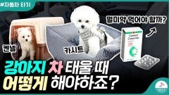 강아지 차에 태울 때 주의해야 할 점 ㅣ멀미약 먹여도 괜찮을까?