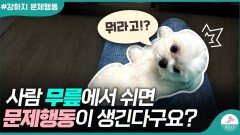 사람 품에서만 쉬는 갱얼쥐들을 위한 영상ㅣ규칙 만들기