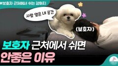 강아지와 보호자도 집안에서 거리두기를 해야 합니다