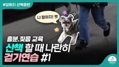 강아지가 산책할 때 흥분 하거나 짖는다면…이렇게 해주세요