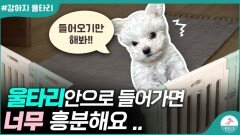 울타리 안에 사람이 들어갔을때 흥분하는 강아지 이렇게 해주세요