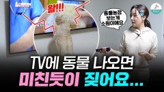 TV에 짖던 강아지, 방문교육으로 이렇게 달라졌습니다