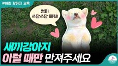 새끼강아지 만지지 말라는데…언제 이뻐 해줘야 하나요?