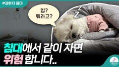 강아지와 침대에서 같이 자면 안 좋은 3가지 이유