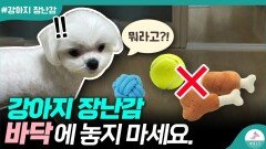 강아지 장난감 많이 사주는게 좋은걸까?ㅣ함부로 주지 마세요.