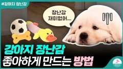 장난감에 관심이 없는 강아지 어떻게 해야하나요?