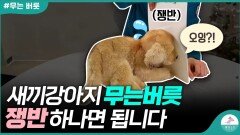 새끼강아지 무는버릇 고치기ㅣ밀쳤는데도 되지 않는다면 이 영상을 보세요