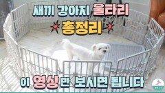 새끼강아지 울타리 써야 할까?