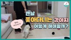 집에서 졸졸 쫓아다니는 강아지ㅣ 누구나 할수있는 교육방법 [3편]