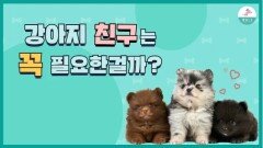선생님 우리 강아지는 친구가 없어요…어떻게 해야하죠?
