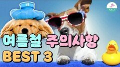 강아지 여름 산책은 이것만 주의 하세요.