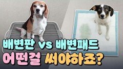 배변패드, 배변판 어떤걸 써야 할 지 고민이라면