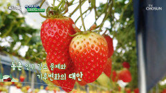 첨단 스마트팜 기술로 재배하는 《 프리미엄 딸기 》 TV CHOSUN 221126 방송