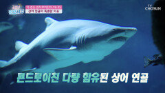 ‘상어 연골 콘드로이친’ 관절 건강에 탁월한 특급 비책! TV CHOSUN 221123 방송
