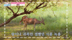 『 녹용 』 면역력을 올려주고 건강을 지켜주는 특급 비법🤩 TV CHOSUN 221124 방송