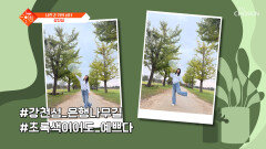 가을이 오면~ 은행나무 길에서 인생샷 찰칵 가을 힐링 여주 여행 TV CHOSUN 251021 방송