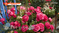 여기가 바로 인생샷 명소 고수의 손길에 장밋빛으로 물든 봄의 정원 TV CHOSUN 260519 방송
