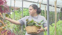 관광객들도 만족하는 자연 친화적인 힐링 몬테베르데 '친환경 호텔' | JTBC 260103 방송