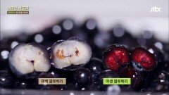 핀란드 국민 열매 '블루베리' 재배보단 야생! 자연 최고