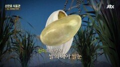 다양한 영양성분 가득 '쌀눈' 역시 한국인은 밥심!