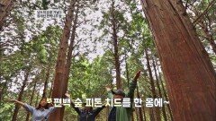 햇볕이 예쁜 '봉래산 편백나무 숲' 피톤치드 가득♥