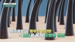 모발 건강의 핵심 모근! '맥주효모'로 건강하게 관리하자↗ | JTBC 240407 방송