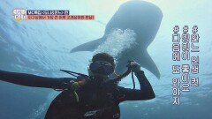 지구상에서 가장 큰 어류 '고래상어'와 인생 샷 건진 안정환♥