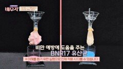 지방세포 크기 줄이는 다이어트 유산균 「BNR17」 | JTBC 230919 방송