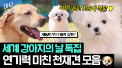 세계 강아지의 날 특집 CG 의심되는 감정연기 美친 천재 강아지들 40분 모음｜천국보다 아름다운｜JTBC 250525 방송 외