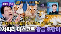 태국의 '푸바오'급 인기 스타 황금빛 호랑이 자매 루나&에바 | JTBC 251208 방송