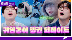 [203회 선공개] 귀여움 한도 초과  하얼빈을 사로잡은 펭귄 퍼레이드 《톡파원 25시》 3/30(월) 저녁 8시 50분 방송