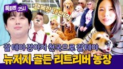 골든 리트리버 좋아하는 사람 없나? 더 없나? 강아지로 하는 테라피 | JTBC 260615 방송