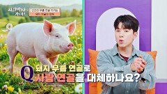(놀람) 돼지 연골을 이용해 사람의 연골을 재생할 수 있다? | JTBC 260531 방송