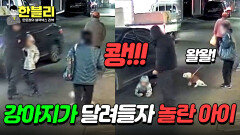 ＂왈왈!!＂ 골목길에서 아이를 보자 급 짖기 시작한 강아지?! | JTBC 240430 방송