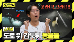 [스페셜] 갑툭튀 주의 도로 위 아찔한 동물들의 등장 | JTBC 251224 방송