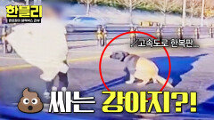 (위험) 고속도로에 뛰어들어 냅다  싸는 강아지?! | JTBC 260527 방송