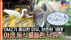 DMZ를 삶의 터전으로 삼는 야생동물들️ 멸종위기종 '두루미'까지! | JTBC 240106 방송