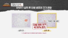 비만을 기억하는 지방 세포 크기를 줄여주는 'BNR17' | JTBC 240420 방송