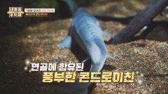 기보배 모녀의 관절 건강템! '철갑상어 콘드로이친'🦈 | JTBC 260514 방송