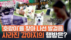 ※호랑이를 찾습니다※ 하나뿐인 가족을 '한 달째' 찾아 헤매는 주인... | JTBC 250909 방송