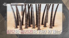 모발과 모낭 건강의 핵심 = 콜라겐 중년 여성의 탈모 예방 비결 | JTBC 260328 방송