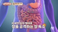 내장지방이 계속 쌓이는 이유는? 장독소의 유해균 때문! | JTBC 260408 방송