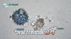 치매 발생 위험↑↑ 장 곰팡이의 공격 신호, 그 대표적인 증상️ | JTBC 260202 방송