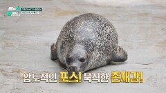 거친 바다를 누비는 해양 동물들의 생존 열쇠, 탄력! | JTBC 260302 방송