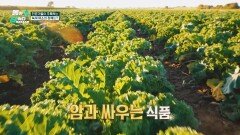 미국 타임지 선정 10대 슈퍼푸드! 자연이 만든 항암제 '컬리 케일'🥬 | JTBC 260420 방송